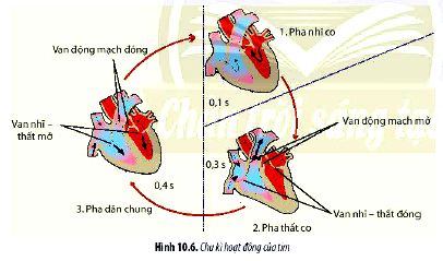 Câu hỏi 6 trang 65 Sinh 11 Chân trời sáng tạo