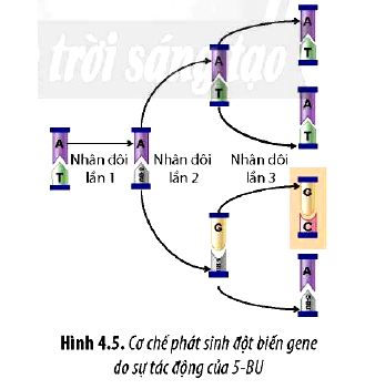 Sinh 12 trang 26 Chân trời sáng tạo: Câu hỏi 7