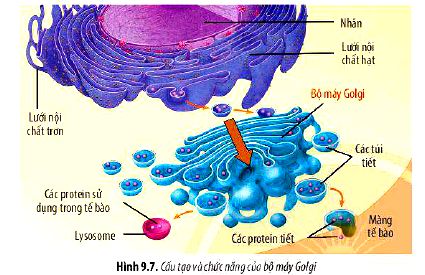 Câu hỏi 7 trang 45 Sinh học 10 Chân trời sáng tạo