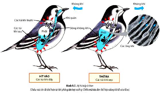 Câu hỏi 7 trang 59 Sinh 11 Chân trời sáng tạo