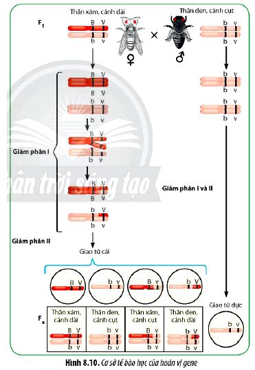 Sinh 12 trang 62 Chân trời sáng tạo: Câu hỏi 7