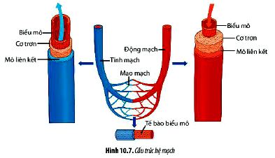 Câu hỏi 7 trang 66 Sinh 11 Chân trời sáng tạo