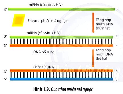 Sinh 12 trang 10 Chân trời sáng tạo: Câu hỏi 8