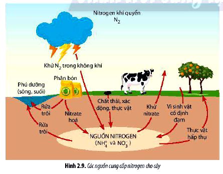 Sinh 11 trang 17 Chân trời sáng tạo: Câu hỏi 9