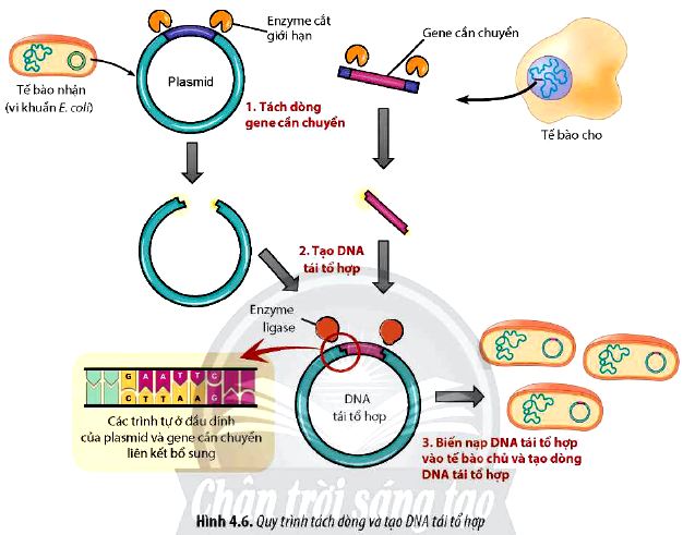 Sinh 12 trang 28 Chân trời sáng tạo: Câu hỏi 9