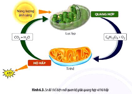 Câu hỏi 9 trang 41 Sinh 11 Chân trời sáng tạo