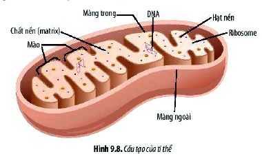 Câu hỏi 9 trang 45 Sinh học 10 Chân trời sáng tạo