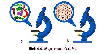 Bài 1 trang 20 Sinh 10 Chân trời sáng tạo