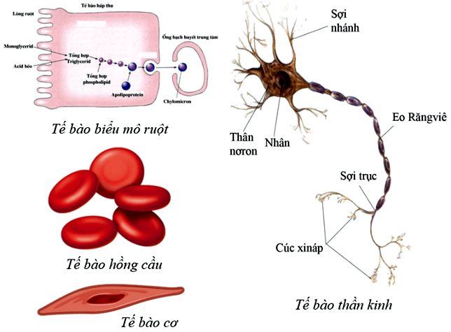 Giải Bài 5 trang 37 Sinh học 10 Chân trời sáng tạo