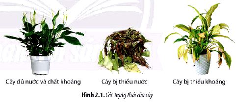 Sinh 11 trang 10 Chân trời sáng tạo: Mở đầu