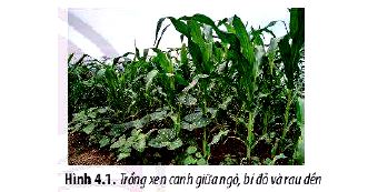 Mở đầu trang 29 Sinh 11 Chân trời sáng tạo