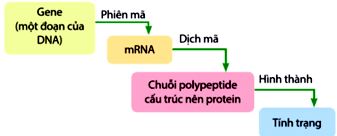 Mối quan hệ giữa gene và protein