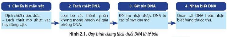 Quy trình tách chiết DNA