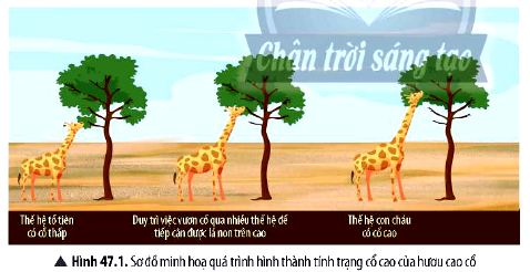 KHTN 9 trang 203 Chân trời sáng tạo: Thảo luận 1