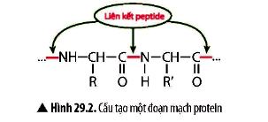 KHTN 9 trang 126 Chân trời sáng tạo: Thảo luận 3