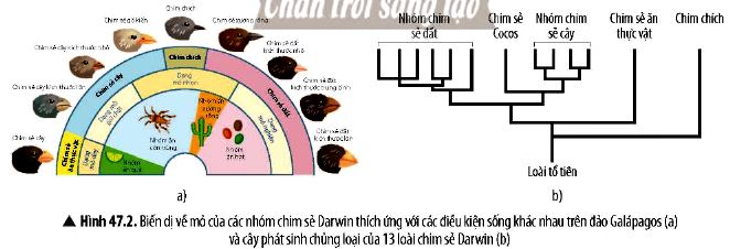 KHTN 9 trang 204 Chân trời sáng tạo: Thảo luận 3