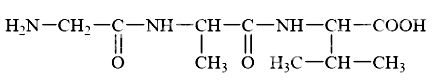 Cấu tạo của tripeptide Gly – Ala – Val