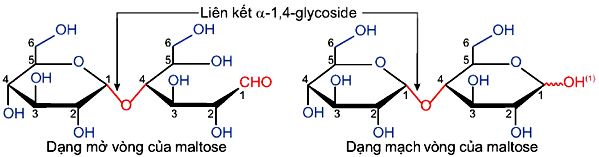 Công thức cấu tạo Maltose