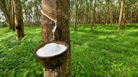 Khai thác cạo mủ cao su