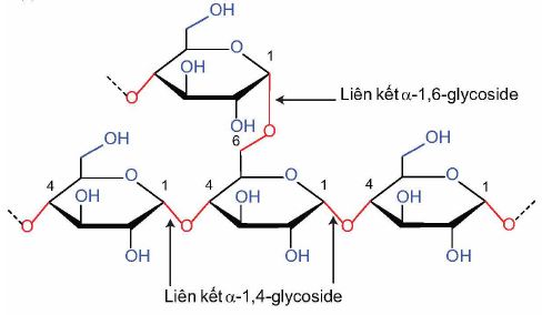 Tinh bột liên kết 1-6 glycoside