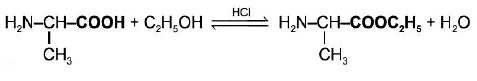 Alanine phản ứng với ethyl alcohol khi có mặt HCl khan