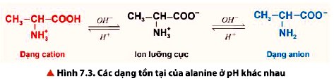 Các dạng tồn tại của analine ở pH khác nhau