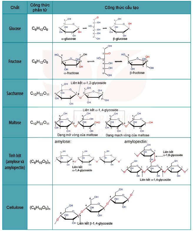 Cấu tạo của Carbohydrate