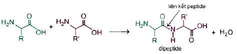 Cấu tạo của dipeptide