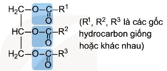 Cấu tạo của Lipid