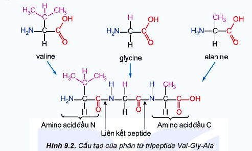 Cấu tạo của tripeptide Val-Gly-Ala