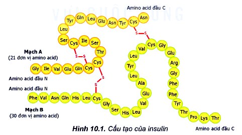 Cấu tạo của insulin