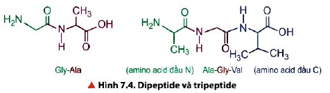 Cấu tạo của tripeptide