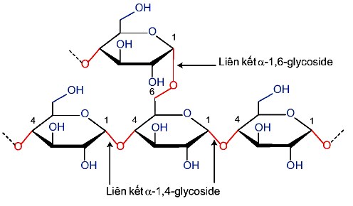 Cấu tạo Phân tử amylopectin