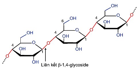 Cấu tạo của Cellulose