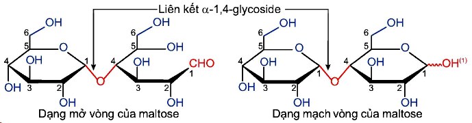 Công thức cấu tạo Maltose