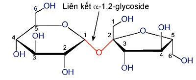 Cấu tạo phân tử Saccharose