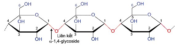 Cấu tạo phân tử tinh bột
