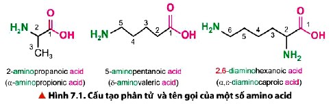 Cấu tạo phân tử và tên gọi của một số Amino acid