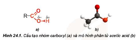 Đặc điểm cấu tạo carboxylic acid