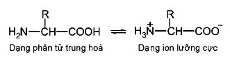 Đặc điểm cấu tạo của amino acid