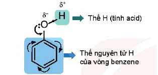 Đặc điểm cấu tạo phenol