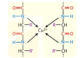 Hợp chất tạo bởi thuốc thử biuret với các peptide