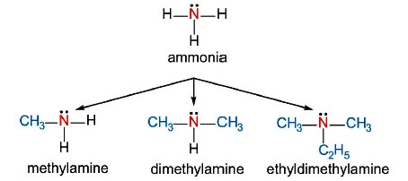 Khái niệm Amine