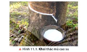 Khai thác mủ cao su