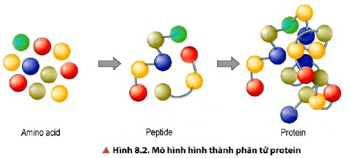 Hình thành phân tử Protein