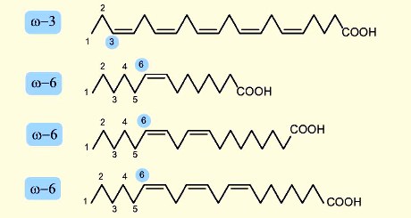 Một số acid béo thường gặp