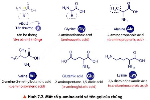 Một số Amino acid và tên gọi của chúng