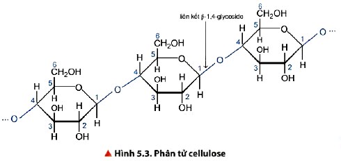 Phân tử Cellulose