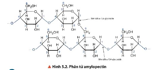 Phân tử Amylopectin