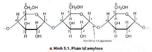 Phân tử amylose